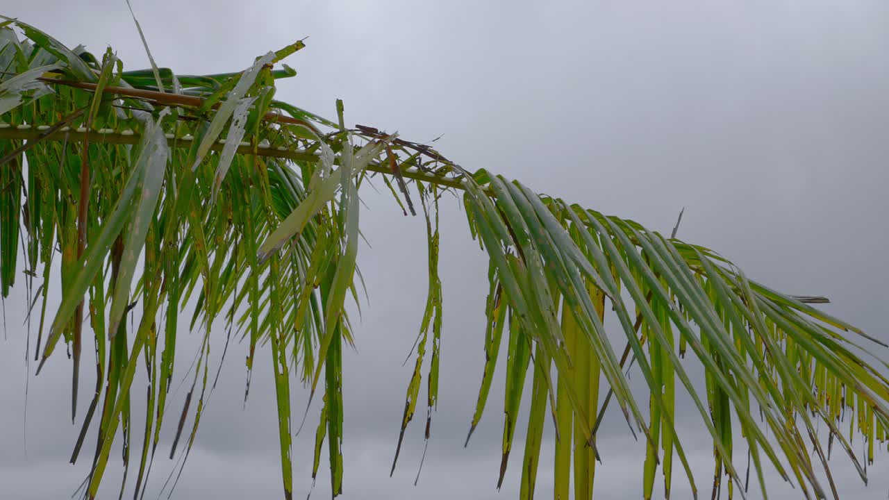 una mirada de cerca a una hoja de palmera en las horas brillantes del día
