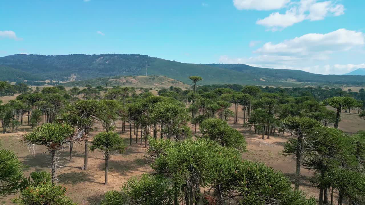 Dron letící nad hustým původním araukariovým lesem na suché rovině se zeleným pohořím.