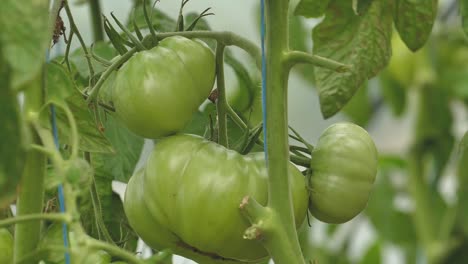 tomates en diferentes colores con diferentes especies-17