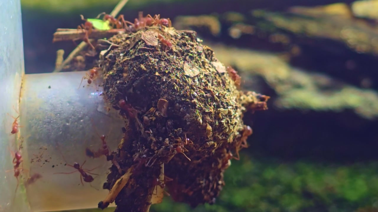 Close up of leaf cutter ant workers moving around a soil covered nest entrance inside a formicarium as the colony continuously maintains and expands its underground habitat.