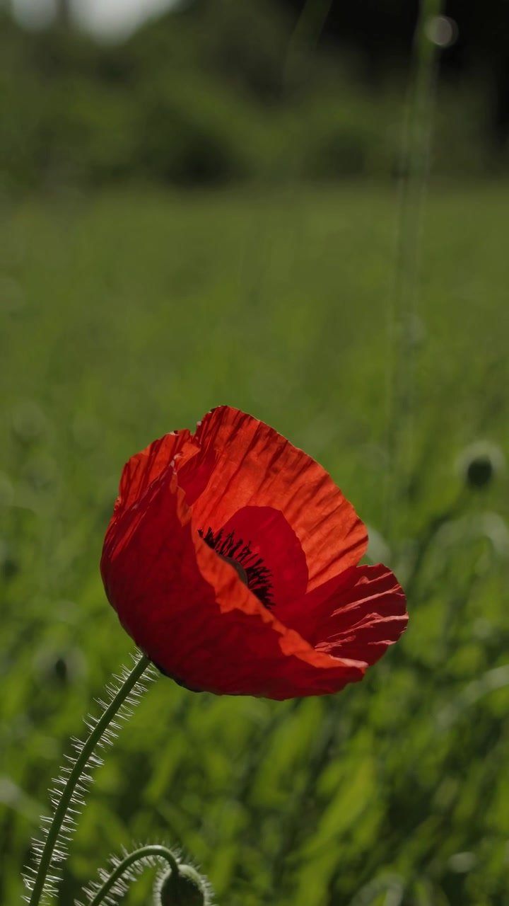 Un singolo fiore di papavero rosso che ondeggia in un prato verde