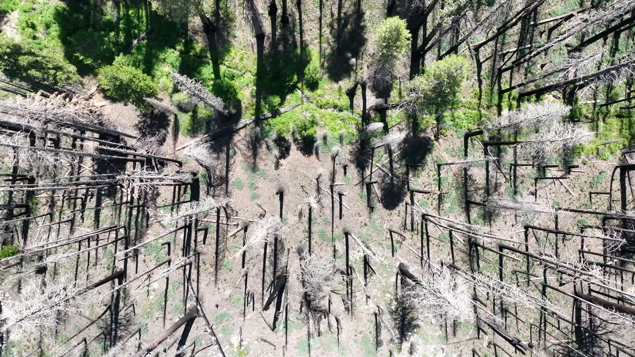 Top Down Aerial View of Large Forest with Pine Trees, And Mountain Community
