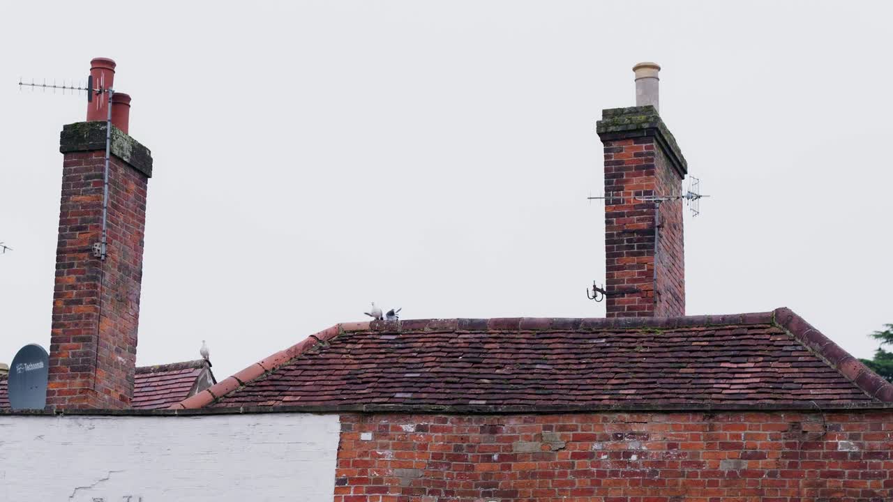 Looking up at rooftops with two tall brick chimneys, one pigeon lands, and another walks across the roof