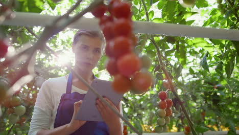 mujer agricultora investigando tomates analizando el crecimiento con una tableta en el retrato de la granja