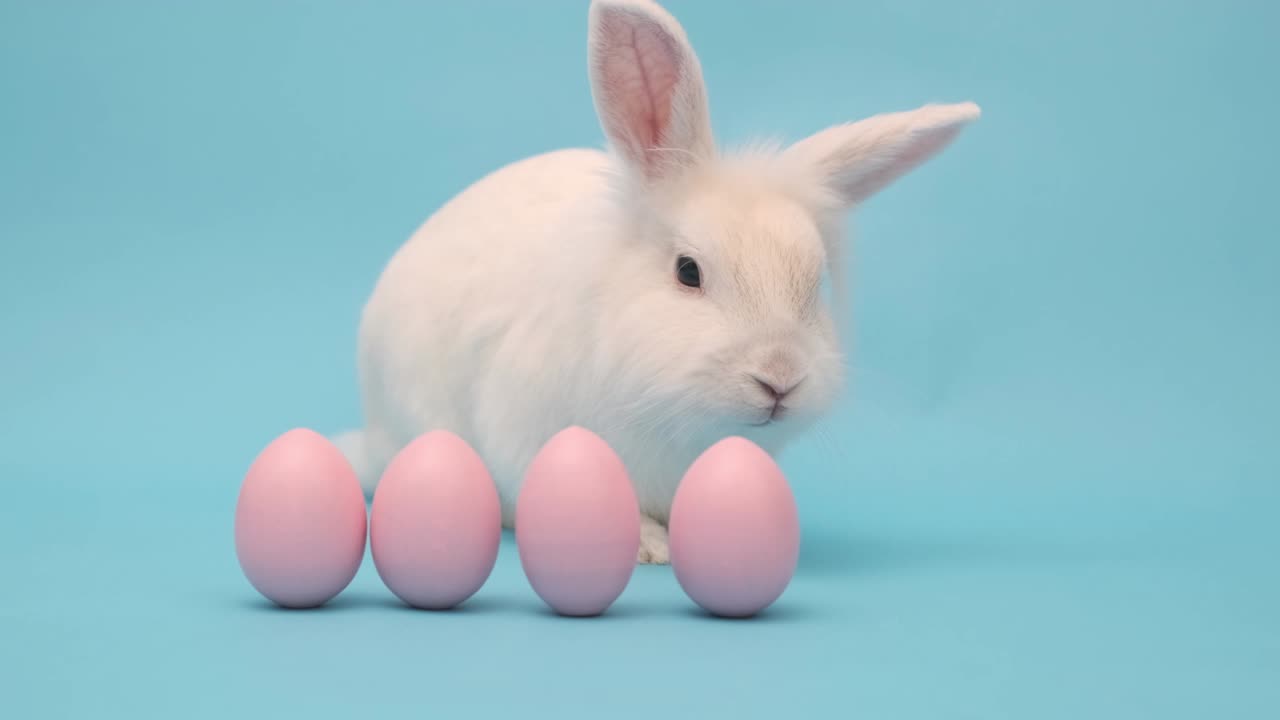 파란색 배경에 색 이스터 토끼. 토끼는 분홍색 이스터 달과 함께 앉아 있습니다.