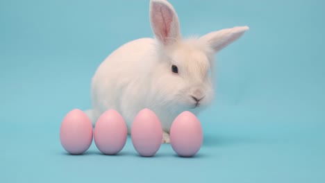 white cute easter bunny on a blue background. bunny sits with pink easter eggs