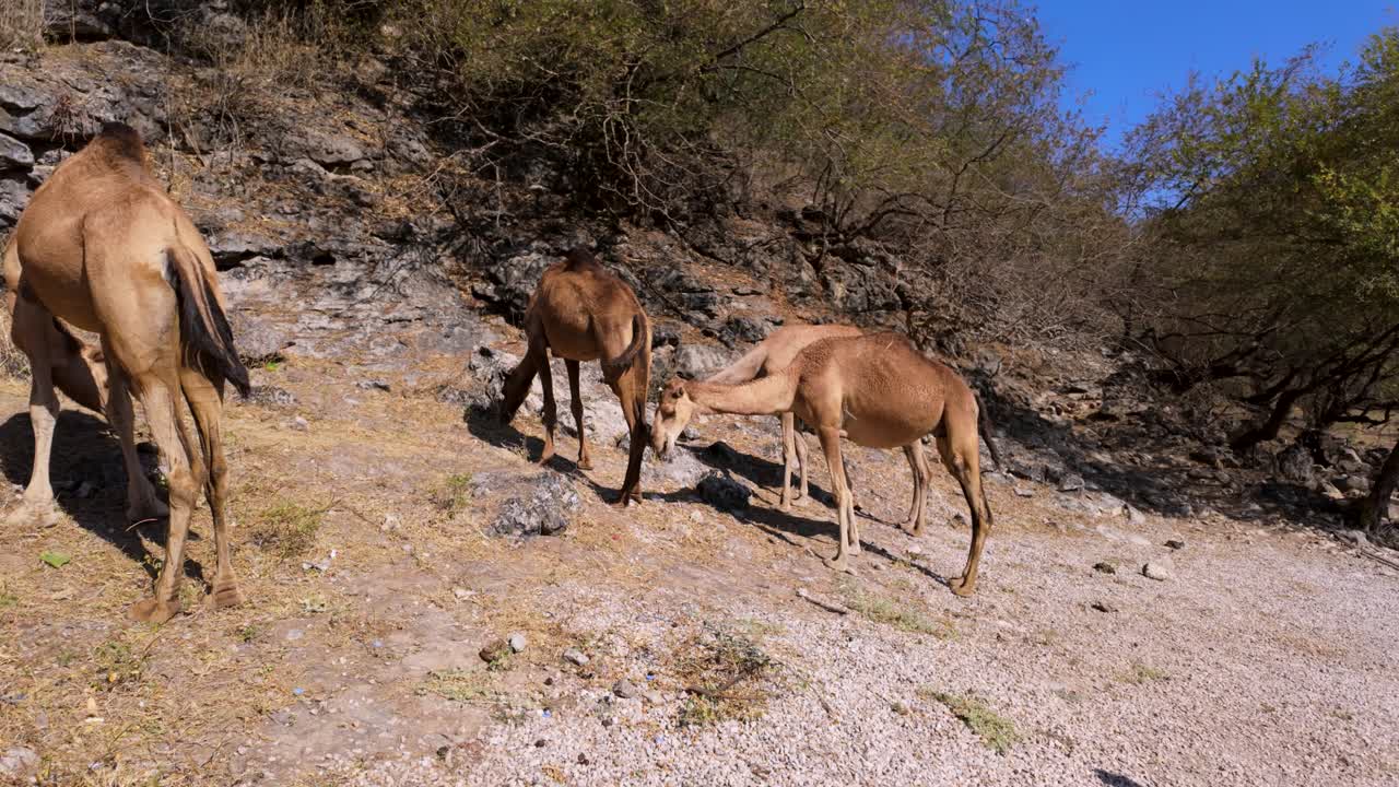 Free range camels foraging dry grass at the Wadi Darbat oasis in Oman with tails wagging