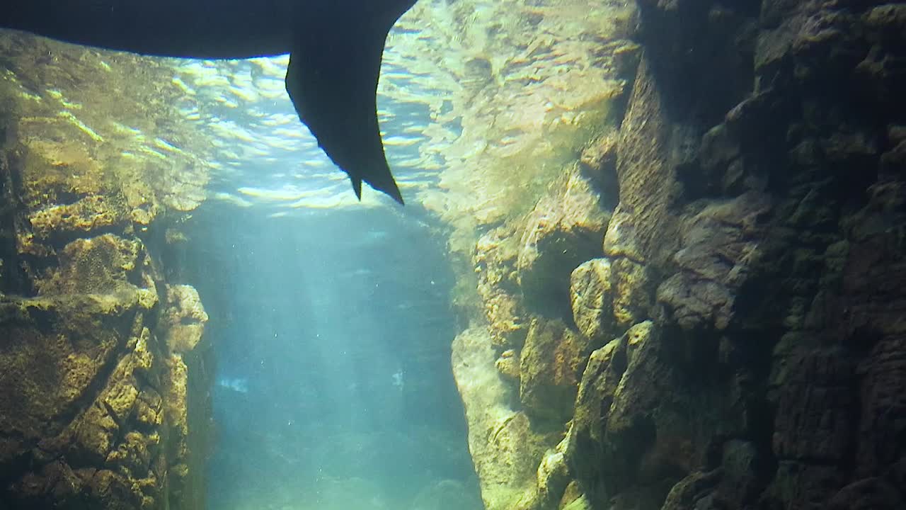 una foca graciosa se desliza en una escena submarina iluminada por el sol
