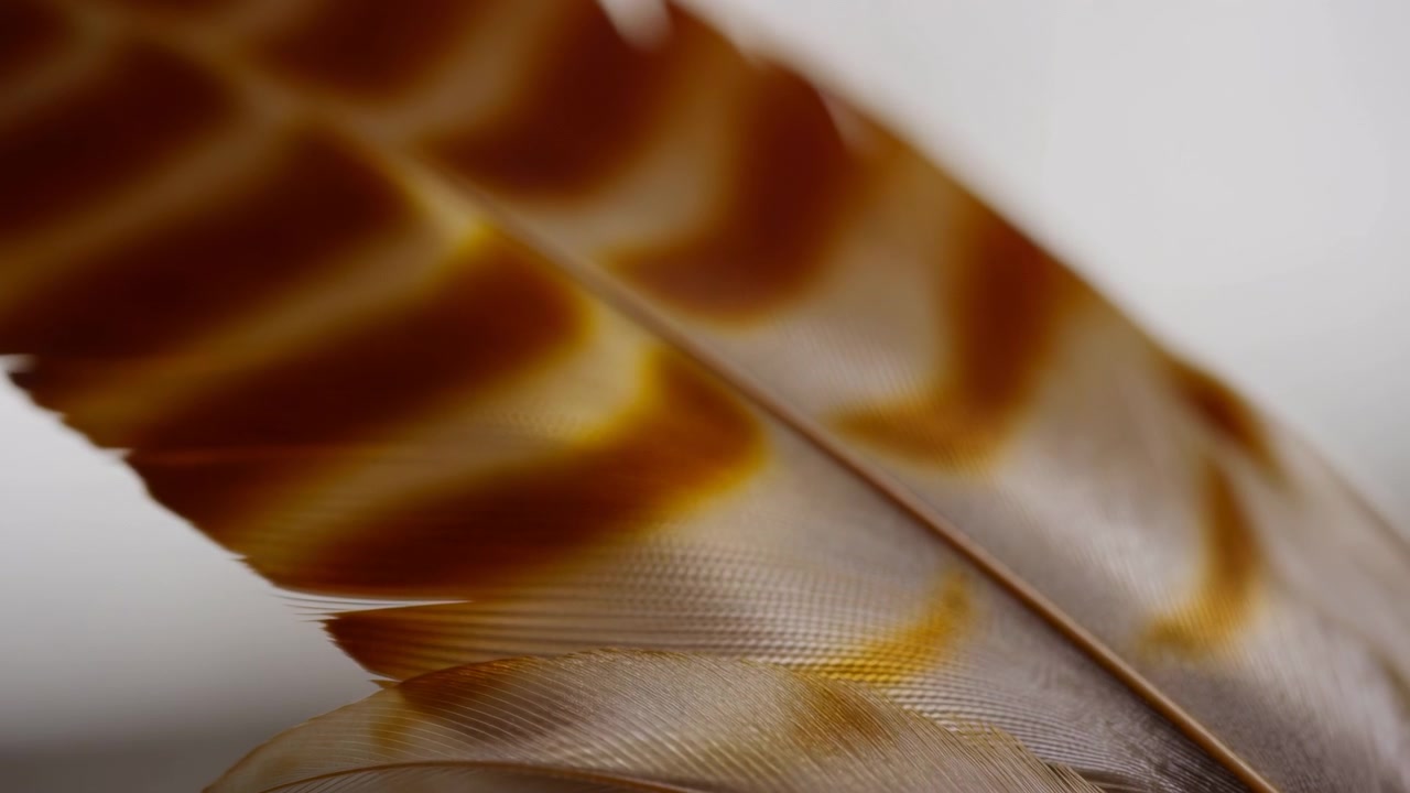 Brun fjer i diagonal nærdetaile med varme ravfarvede højdepunkter, bløde gennemskinnelige fjerstråler, fin skafttekstur, subtil kontrast, elegant naturligt mønster, studiebelyst komposition