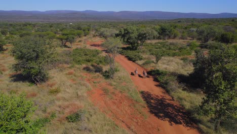 aerial shot of two animals walking in the jungle