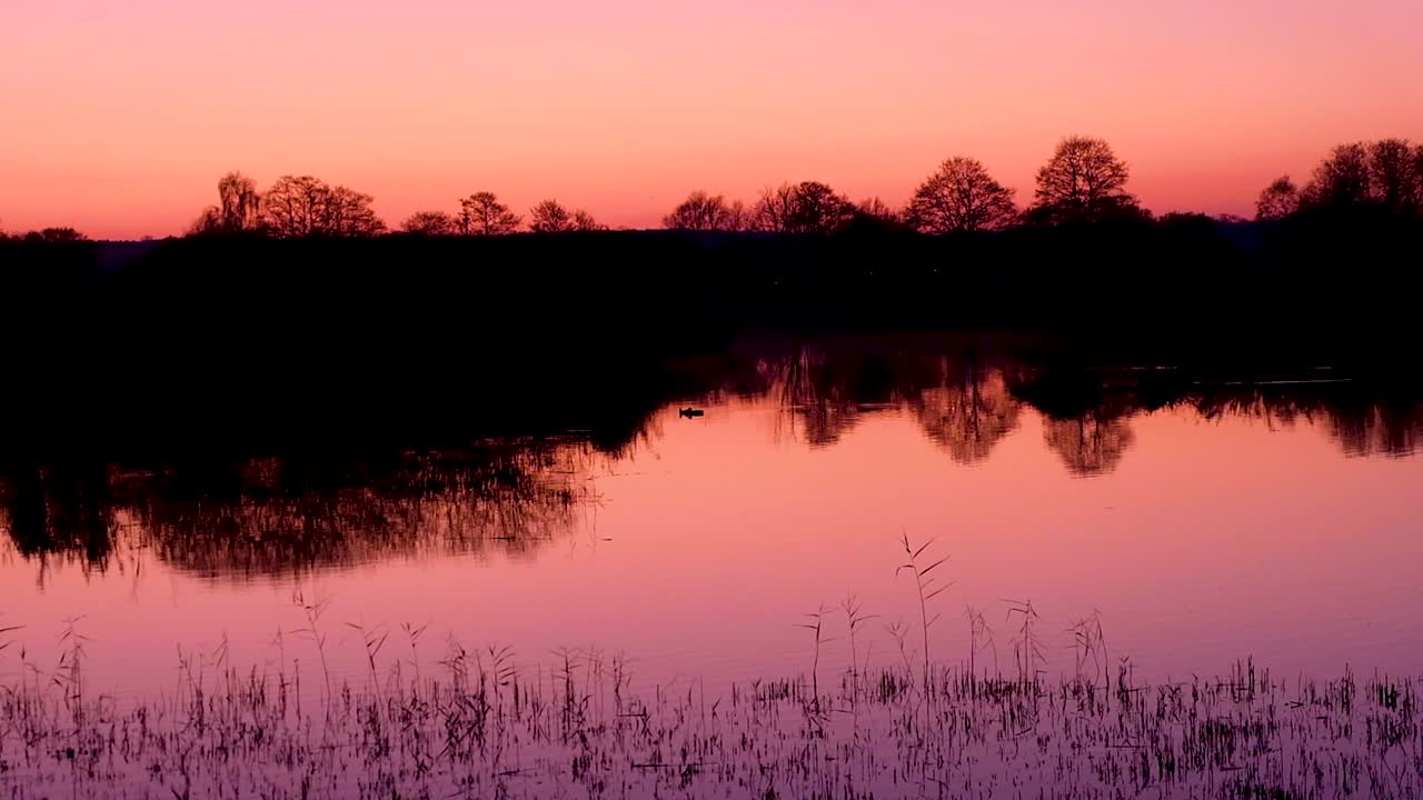 una impresionante puesta de sol rosada al anochecer, pájaros estorninos volviendo a casa para descansar, patos nadando, en la reserva natural de somerset en inglaterra, reino unido