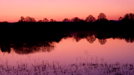 Una-Impresionante-Puesta-De-Sol-Rosa-Al-Anochecer,-Pájaros-Estorninos-Regresando-A-Casa-Para-Descansar,-Patos-Nadando,-En-La-Reserva-Natural-De-Somerset-En-Inglaterra,-Reino-Unido