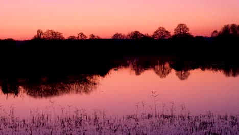 a stunning pink sunset at dusk, starling birds coming home to roost, ducks swimming, in somerset nature reserve in england, uk
