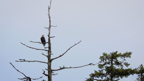 Weißkopfseeadler-Thront-Auf-Einem-Ast-Eines-Toten-Baumes