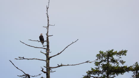bald eagle perched on branch of dead tree