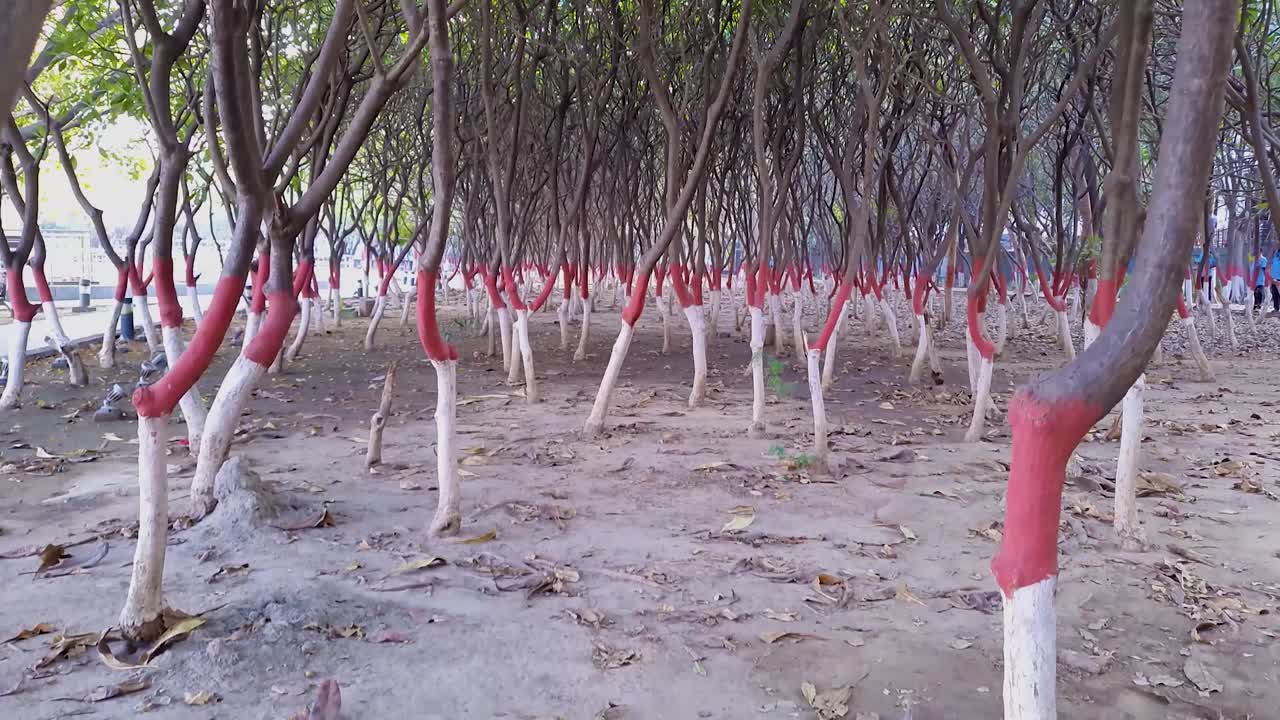 árboles coloridos muchos en el jardín por la mañana en forma de ángulo plano el video se toma en el parque buda patna bihar india el 15 de abril de 2022