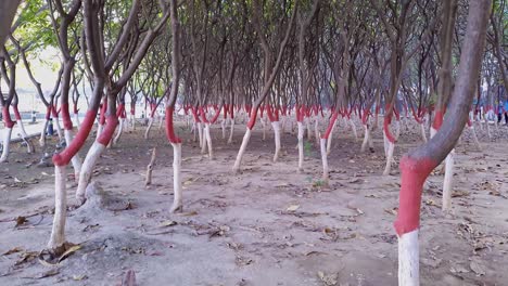 tree-colorful-timbers-many-in-garden-at-morning-form-flat-angle-video-is-taken-at-buddha-park-patna-bihar-india-on-Apr-15-2022