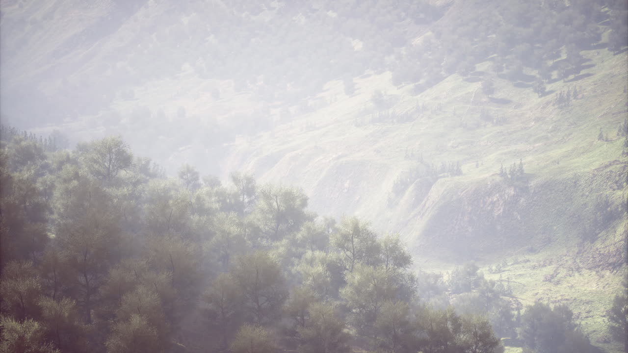 Tranquil mist envelops lush mountains and forests during early morning light
