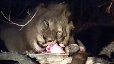 a smooth shot of a large male lion feeding on a capes buffalo