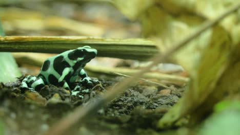 primer plano de rana venenosa verde y negra en el perfil