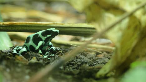 close up shot of green and black poison frog in profile