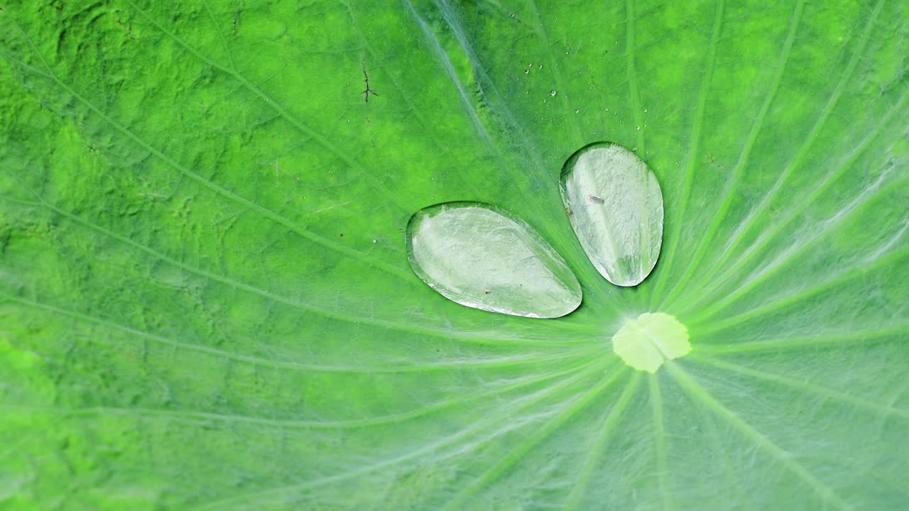 Primo piano di goccioline d'acqua - gocce di pioggia sulla superficie di una foglia di loto verde in una giornata ventosa