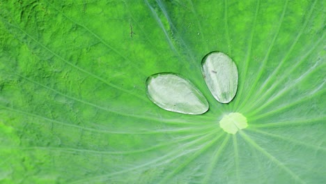 Close-up-of-water-droplets--raindrops-on-the-surface-of-a-green-lotus-leaf-on-a-windy-day