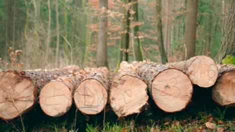 Una-Pila-De-Madera-Cortada-Yace-En-El-Bosque-De-Verano-Con-Números-Marcados-En-Ella