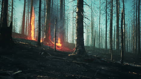 Waldbrand-Verbrennt-Boden-Im-Wald