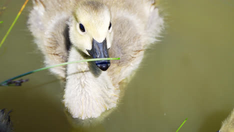 Kleine-Kanadagans-Gänschen-Schwimmen-Zusammen-Mit-Einer-Schützenden-Gänsemutter