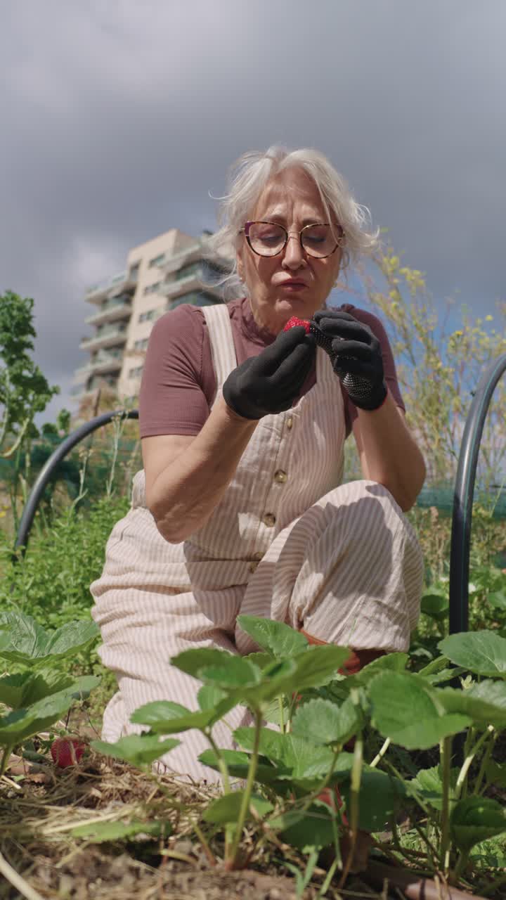 Senior woman gardening and eating strawberries