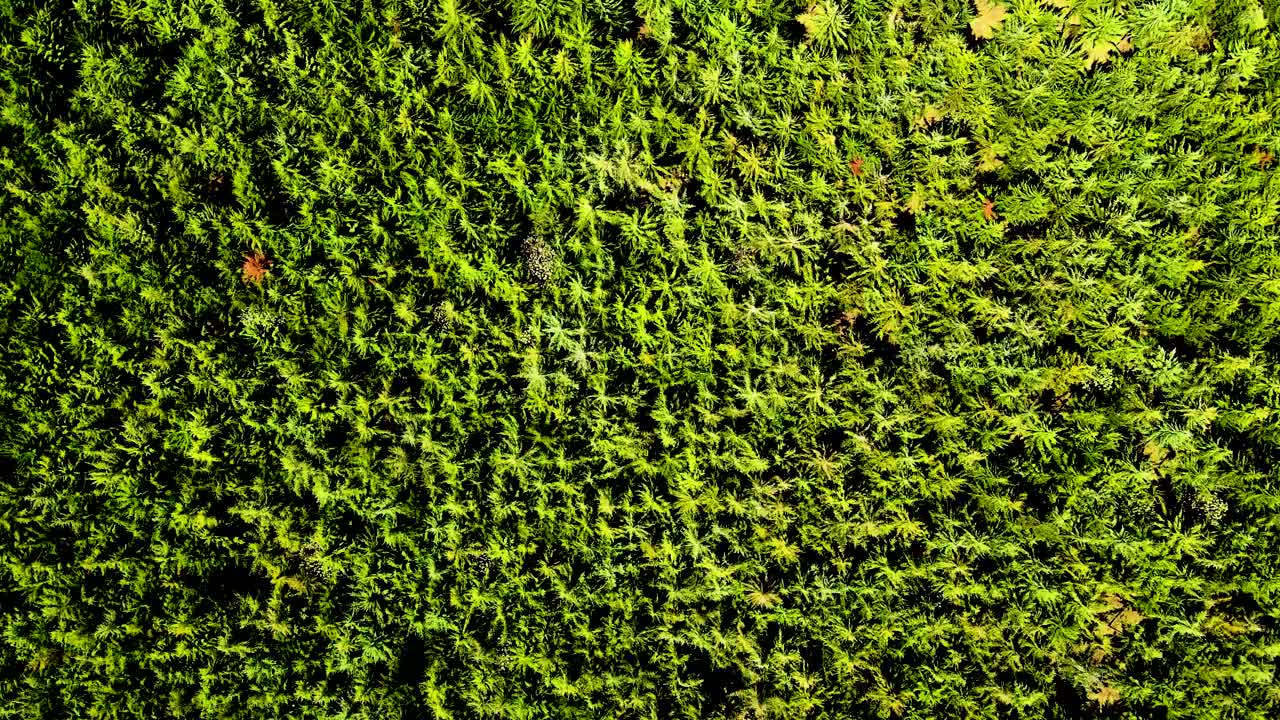 visión del avión no tripulado- áfrica bosque- áfrica incendio de matorrales