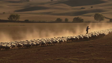 shepherd guiding a flock of sheep across a field
