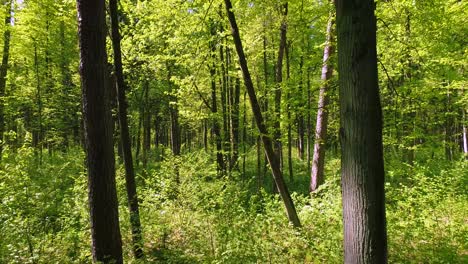 Fliegen-Zwischen-Den-Bäumen-Im-Frühlingswald.