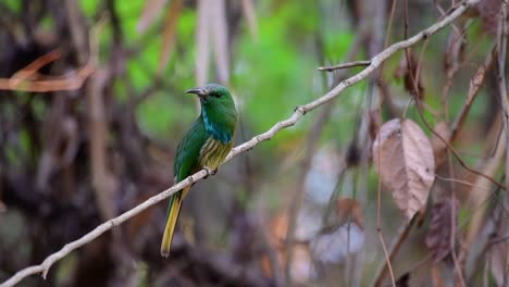 El-Abejaruco-De-Barba-Azul-Se-Encuentra-En-La-Península-De-Malaya,-Incluida-Tailandia,-En-Claros-De-Bosques-Particulares