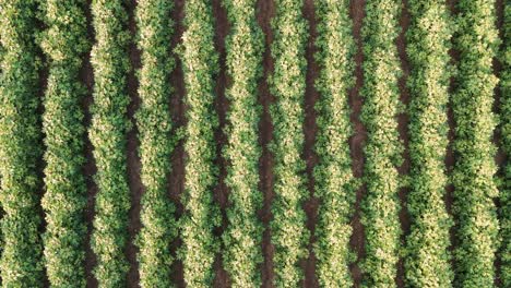 drone flyover of diverse agricultural fields
