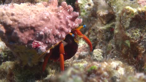 cangrejo ermitaño arrastrándose sobre arrecifes de coral por la noche