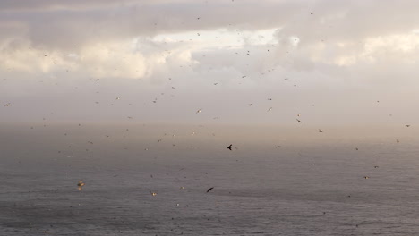 cientos de frailecillos atlánticos volando durante la puesta de sol con el océano al fondo, cámara lenta