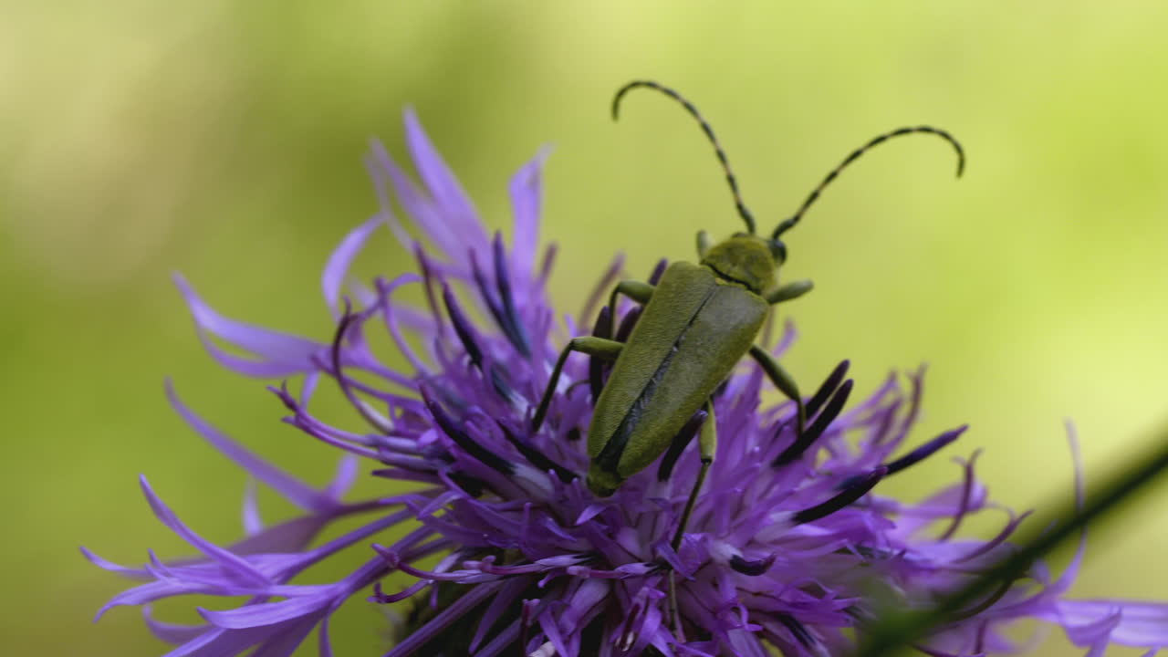 escarabajo de cuerno largo verde en una flor de cardo púrpura