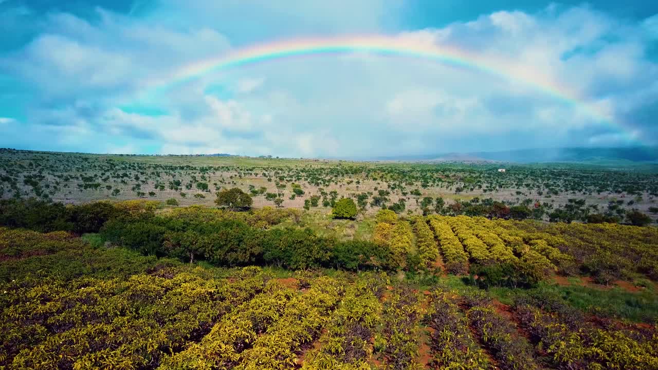 bonita toma aérea que se eleva por encima de los árboles en un huerto con un gran arco iris en la distancia