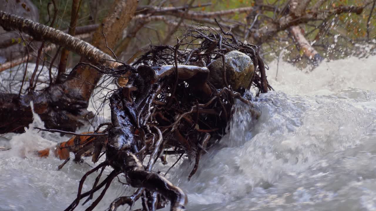 야생 빙하 강은 나무, 코카서스, 조지아, 클로즈업의 뿌리 주위를 흐른다