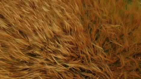 drone footage of golden fields blowing in the wind