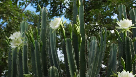 scanning shot up towards top of giant flowering jungle cactus from a near view perspective