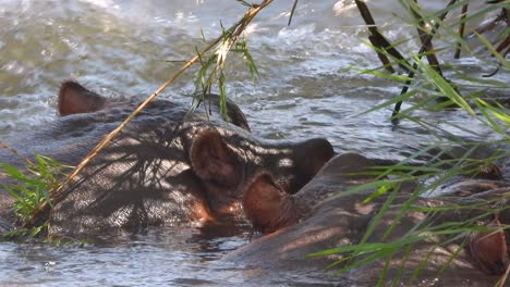 Two hippos resting in a river in Kruger National Park, South Africa.