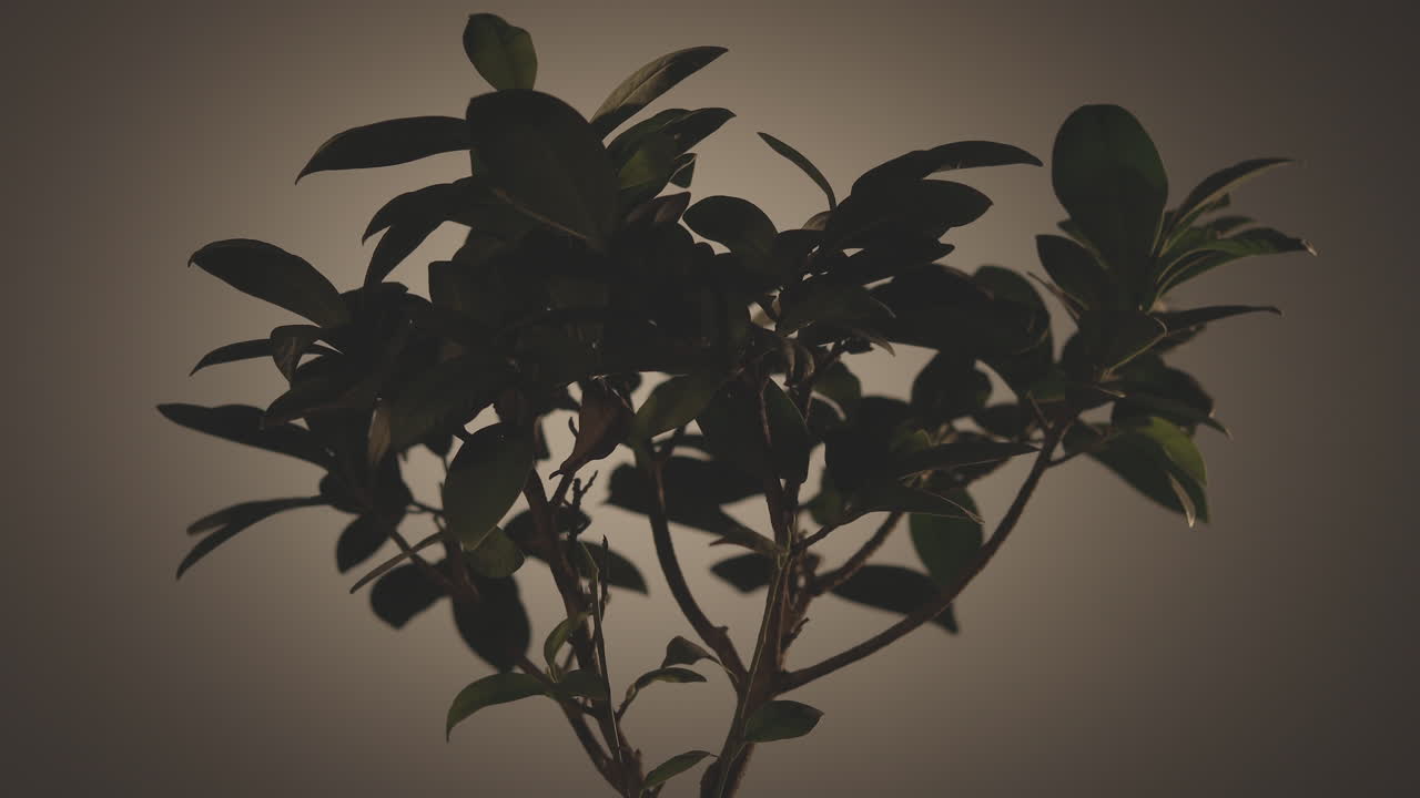 hermoso paisaje de la sombra de la planta interior a la luz se desvanece - toma de primer plano