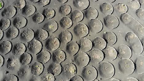 zoom in and out + rotation over the holes grapevines in lanzarote - lunar landscape