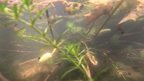 aquatic plants and sunlight in a serene pond