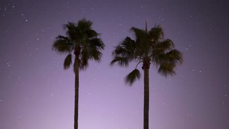 time-lapse of stars moving behind the silhouette of two palm trees