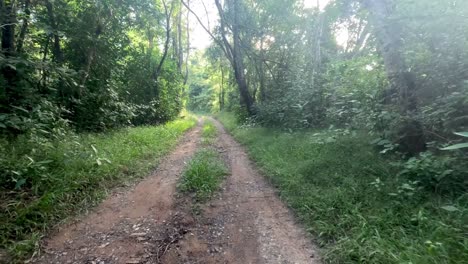 progresión a lo largo de un sendero forestal tranquilo.