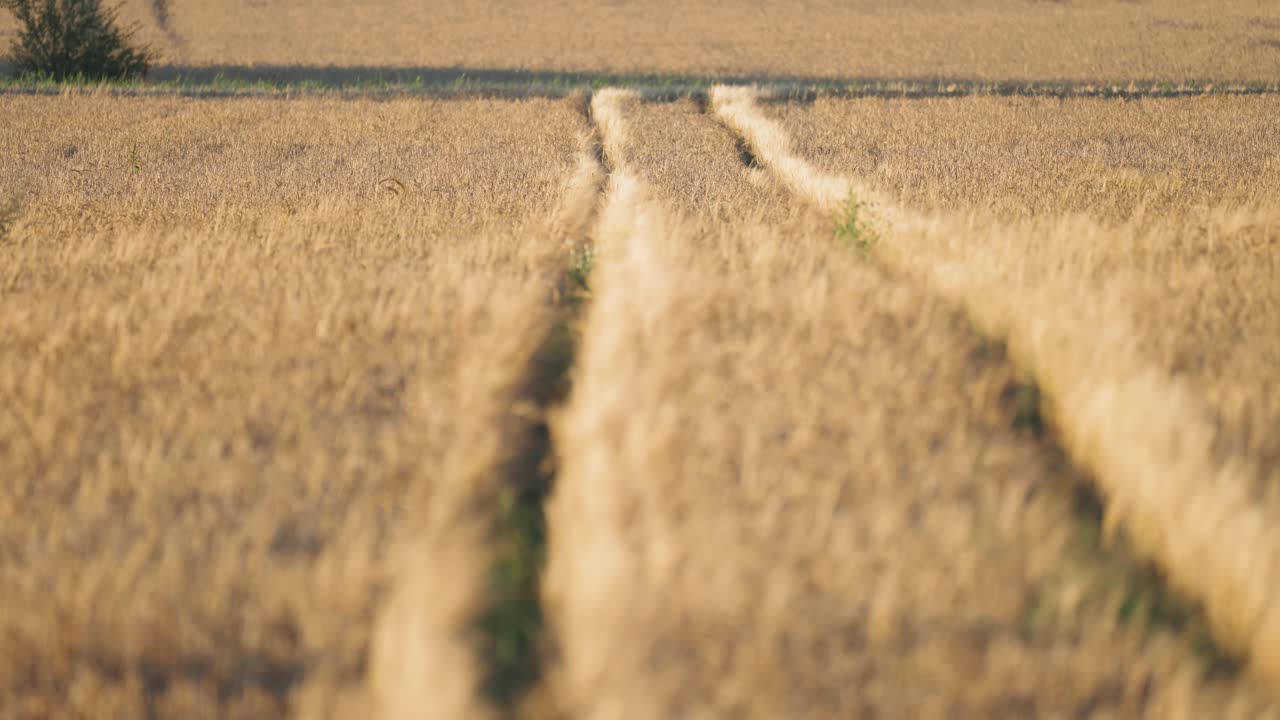 Tractor tracks go through the field of ripe wheat